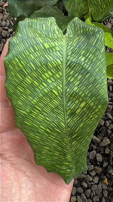 CALATÉIA MOSAICO ou Calathea Musaica Network (Goeppertia kegeljanii ‘Network’) - Pote 17