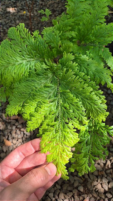 SAMAMBAIA CANELA DE EMA (Selaginella umbrosa) - Pote 11