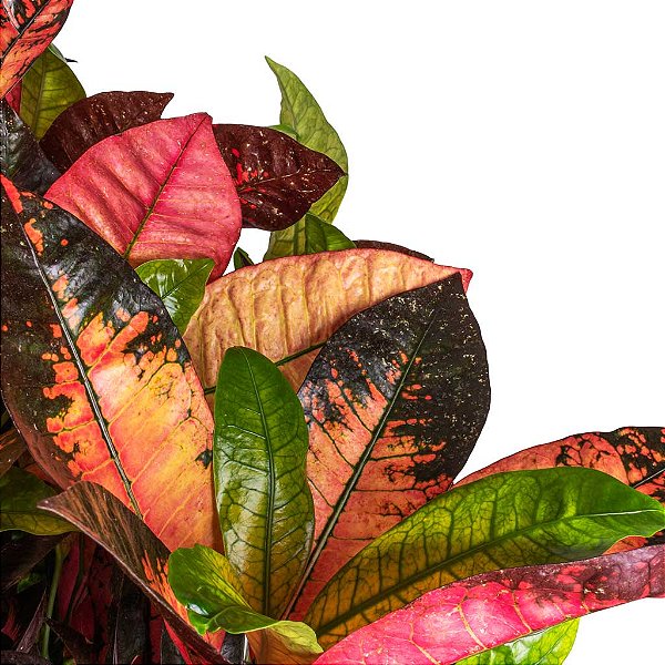 CRÓTON ICETON (Codiaeum variegatum 'Iceton') - Pote 15