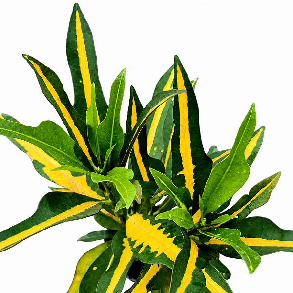 CRÓTON GOLD (Codiaeum variegatum) - Pote 11
