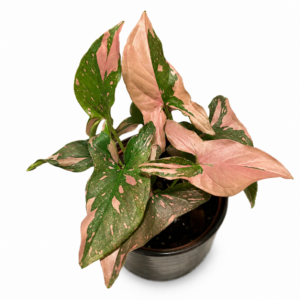 SINGÔNIO PINK SPLASH (Syngonium podophyllum 'Pink Splash') - Pote 11