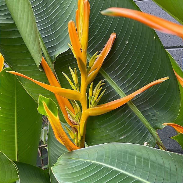 HELICONIA AMARELA (Heliconia aemygdiana) - Muda com até 1,20m