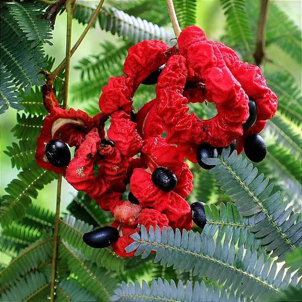 BRINCO DE ÍNDIO (Cojoba arborea) - Muda com até 80 cm