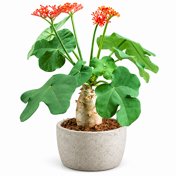 JATRÓFA (Jatropha podagrica) - Muda com até 60 cm