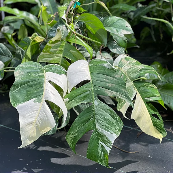 Epipremnum pinnatum variegata - Cuia 21