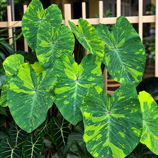 Colocasia Lemon Lime Gecko - Muda com até 80 cm