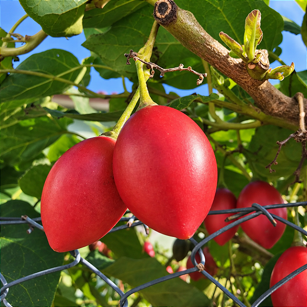 TOMATE FRANCÊS ou TAMARILHO (Solanum betaceum) - Muda com até 70 cm