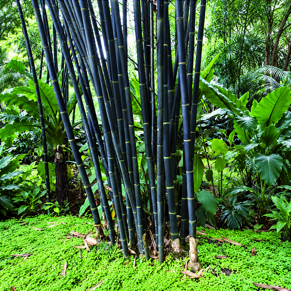 BAMBU PRETO (Phyllostachys nigra) - Muda com 60 a 80 cm