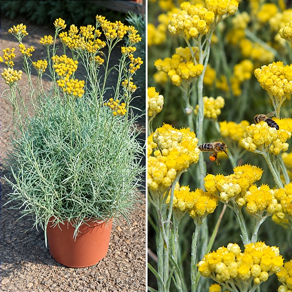 CURRY (Helichrysum italicum) - Muda