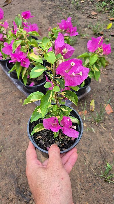 PRIMAVERA MANACÁ (Bougainvillea Mary Palmer) - Pote 12
