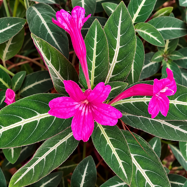 PLANTA VELUDO (Ruellia makoyana) - Muda com até 30 cm
