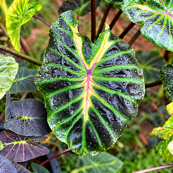 Colocasia tossakan - Muda com até 80 cm