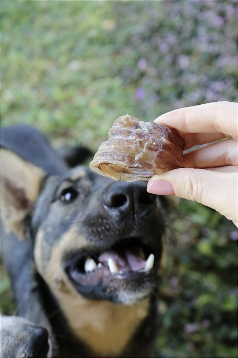 TUBINHO BOVINO TRAQUEIA 100G - PET BEM