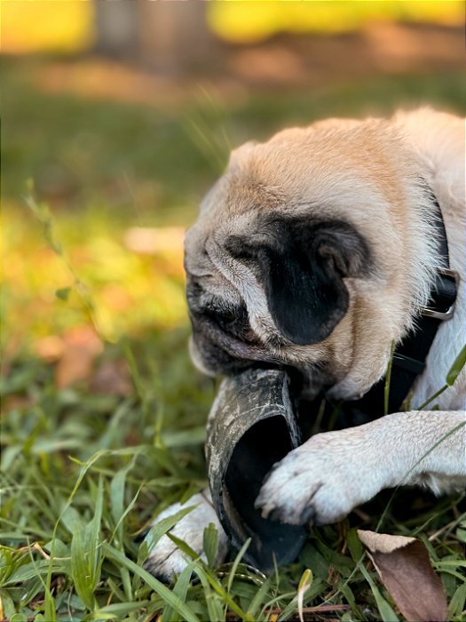 CASCO DE BOI - 3 UNID - PETBEM