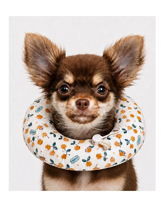 Colar Elizabetano Almofadado Cães Gatos Ajustável Macio PP
