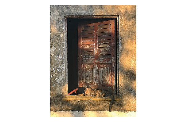 CARTÃO-POSTAL ISAY WEINFELD - UM DIA DE GATO