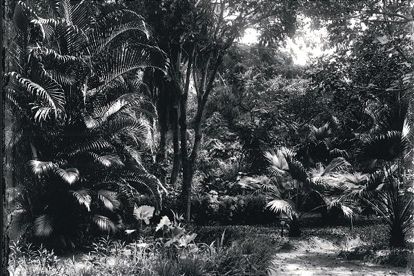 CARTÃO-POSTAL QUANDO O MUSEU É RIO - CANTEIROS DO HORTO BOTÂNICO