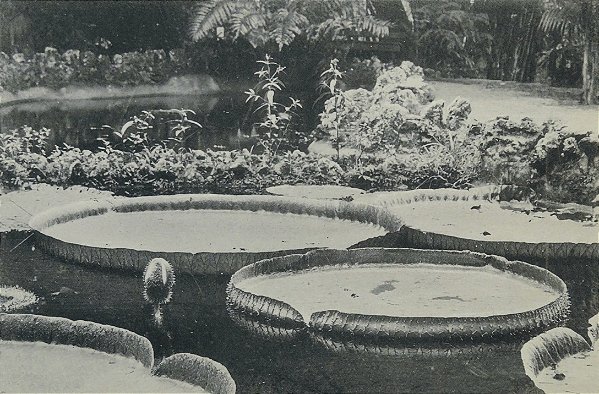 CARTÃO-POSTAL QUANDO O MUSEU É RIO - VITÓRIA-RÉGIA (VICTORIA AMAZONICA)