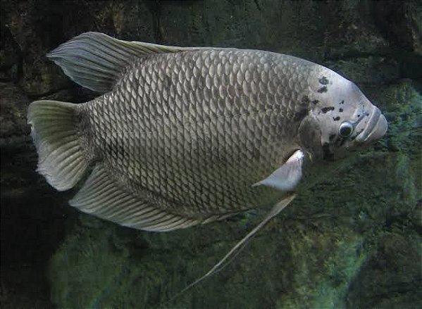 Gourami Cinza 25cm