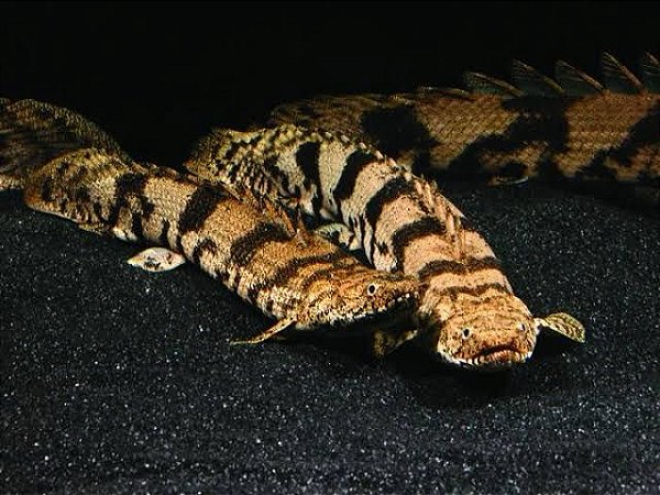 Polypterus Endlicheri 15 a 20cm