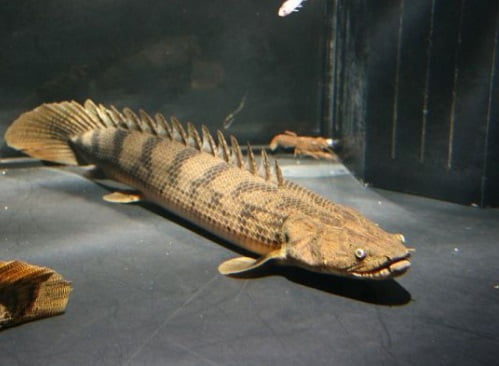 Polypterus Congicus 22 a 25cm