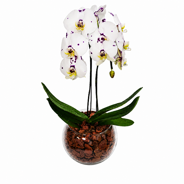 Orquídeas Phalaenopsis Brancas em Aquário