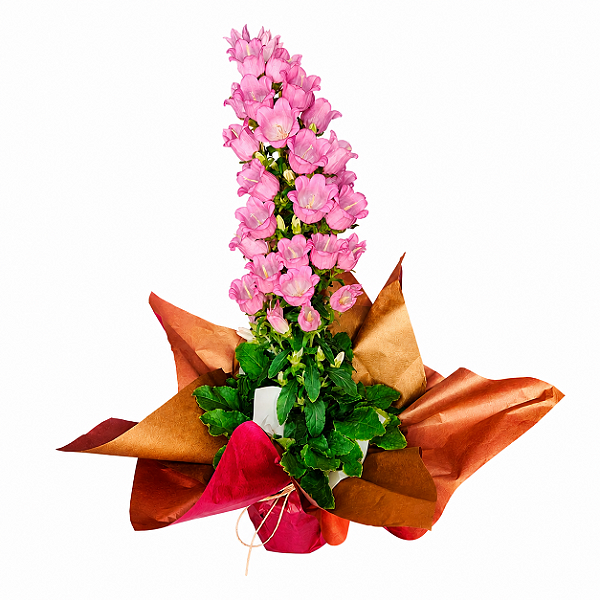 Camponola Rosa