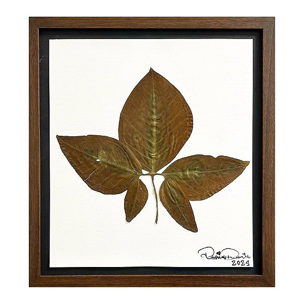 Colagem de Syngonium Auritum P | By Regina Duarte