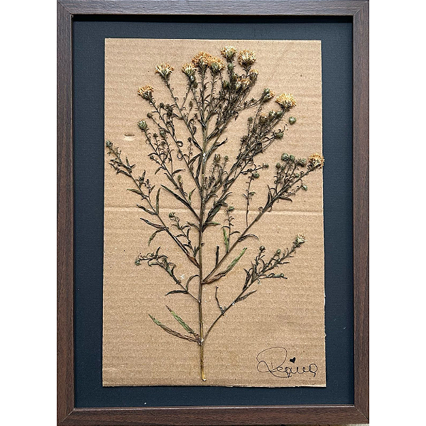 Colagem Áster de Nova York P em Papel Reciclado - By Regina Duarte