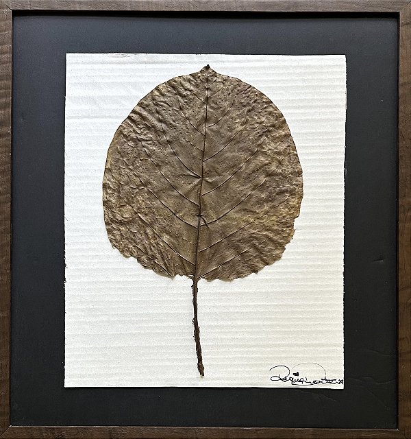 Colagem Botânica Terminalia M by Regina Duarte