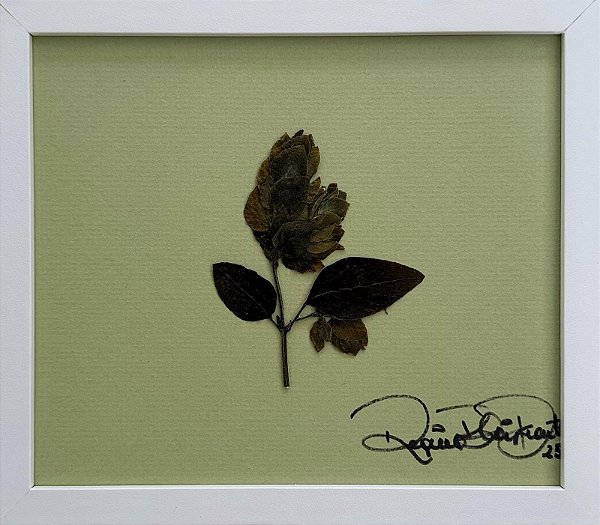 Colagem de Flor-camarão P | By Regina Duarte