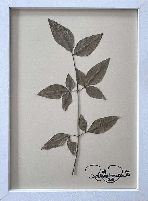 Colagem de chuva-de-ouro P | By Regina Duarte