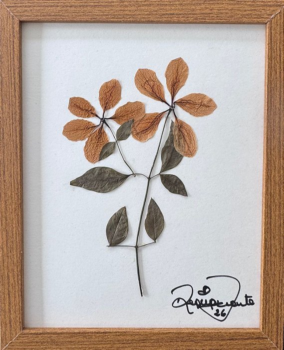 Colagem de Chuva-de-ouro II | By Regina Duarte