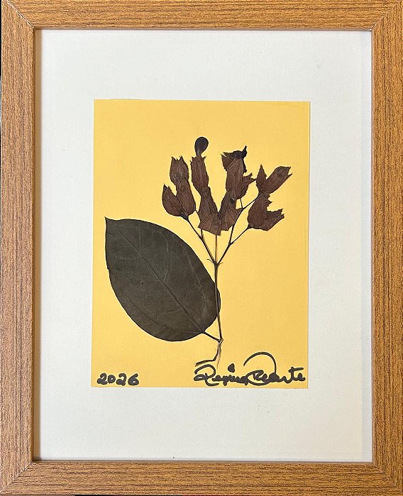 Colagem de Lágrimas de Cristo | By Regina Duarte