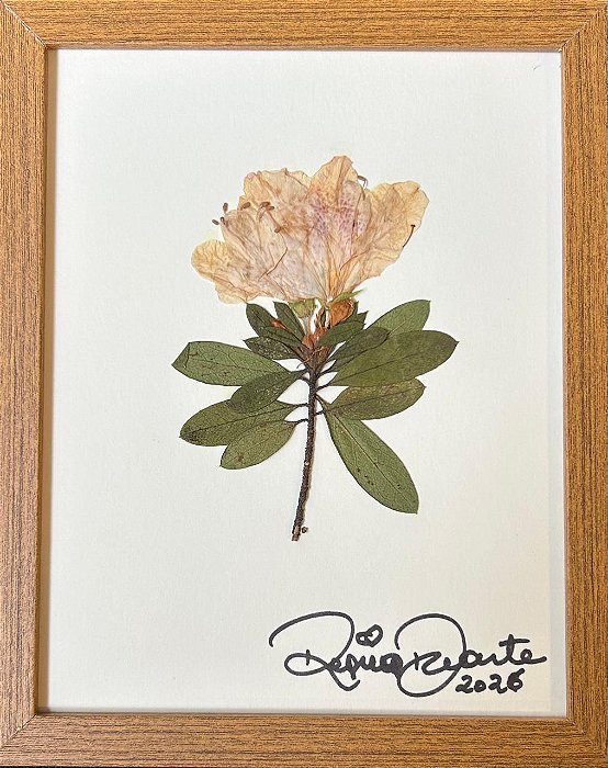 Colagem de Azaléia | By Regina Duarte