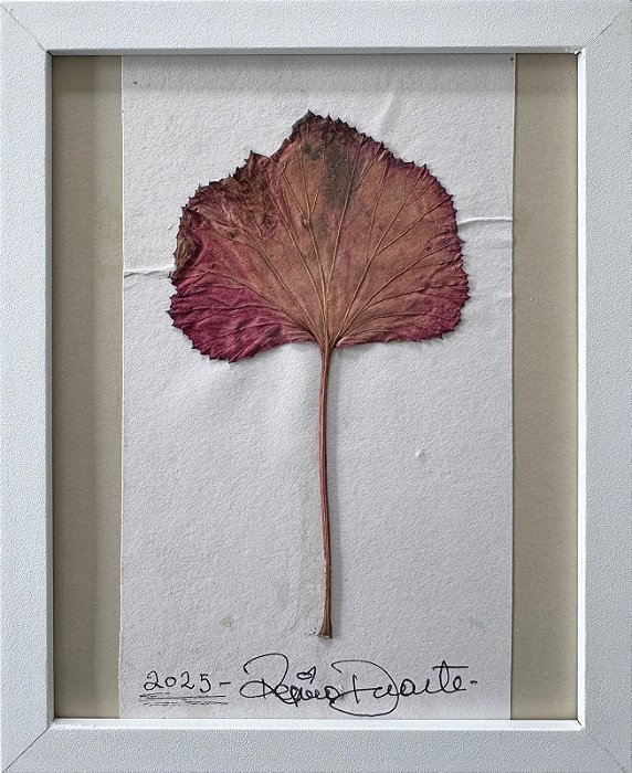 Colagem de Lingularia | By Regina Duarte