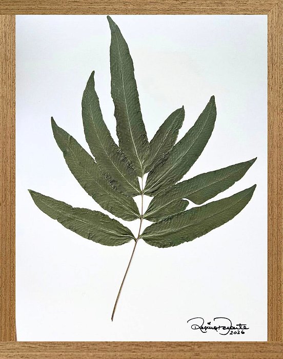 Colagem de samambaia | By Regina Duarte