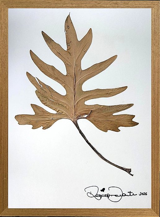 Colagem de Guaimbê P | By Regina Duarte