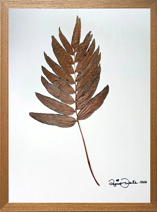 Colagem de nogueira-do-norte-da-california | By Regina Duarte