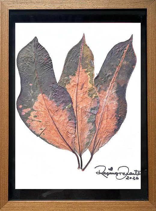 Colagem de Croton P| By Regina Duarte