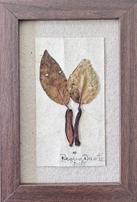 Colagem de Jatobá | By Regina Duarte