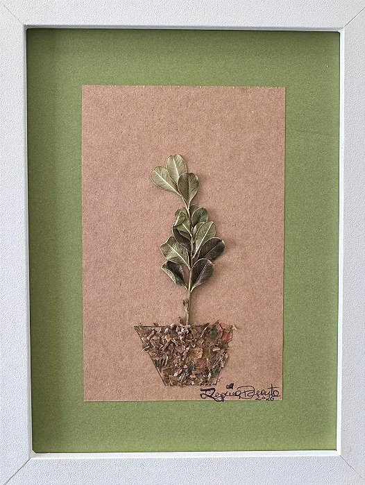 Colagem de Buxo-arbóreo | By Regina Duarte