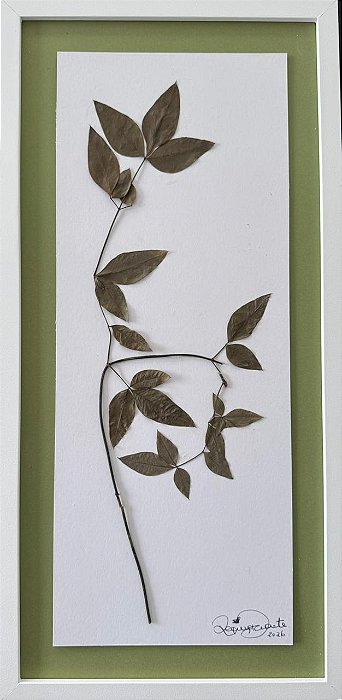 Colagem de Chuva de ouro | By Regina Duarte