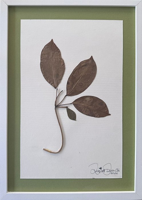 Colagem de Árvore-guarda-chuva | By Regina Duarte