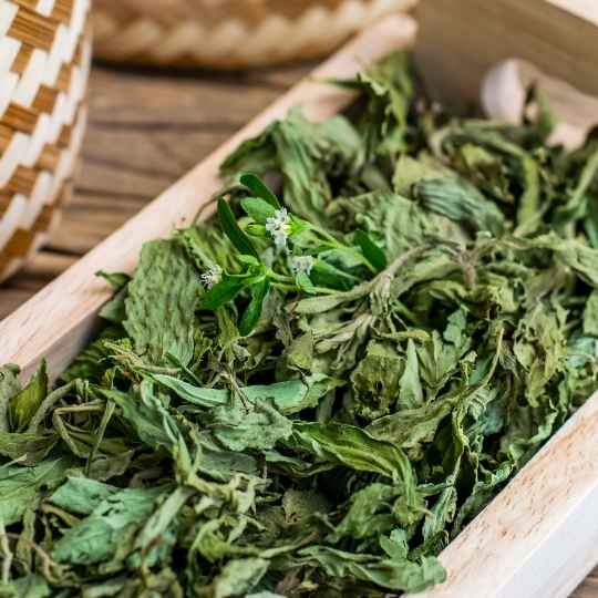 Coentro em Folha Desidratado