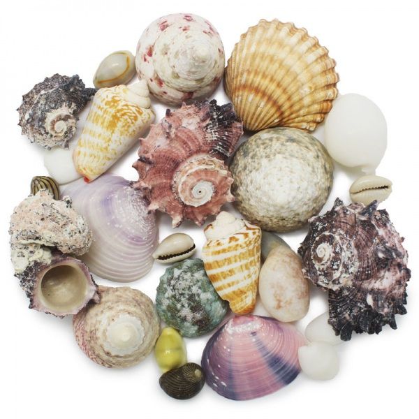 Kit de Conchas e Caracóis do Mar (150g)