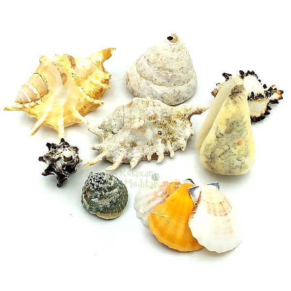 Kit de Conchas e Caracóis do Mar Grande (400g)