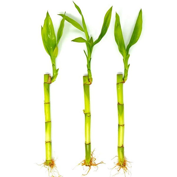 Kit com 3 Hastes de Bambu da Sorte (Pequeno)