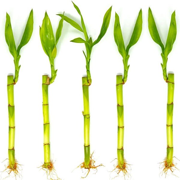 Kit com 5 Hastes de Bambu da Sorte (Pequeno)