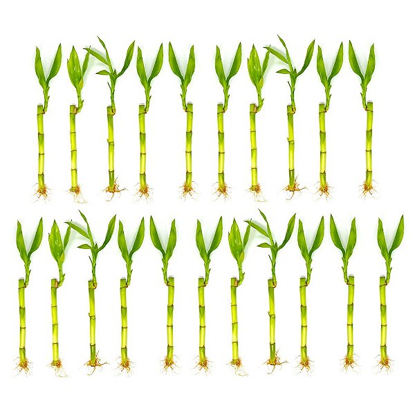 Kit com 21 Hastes de Bambu da Sorte (Pequeno)